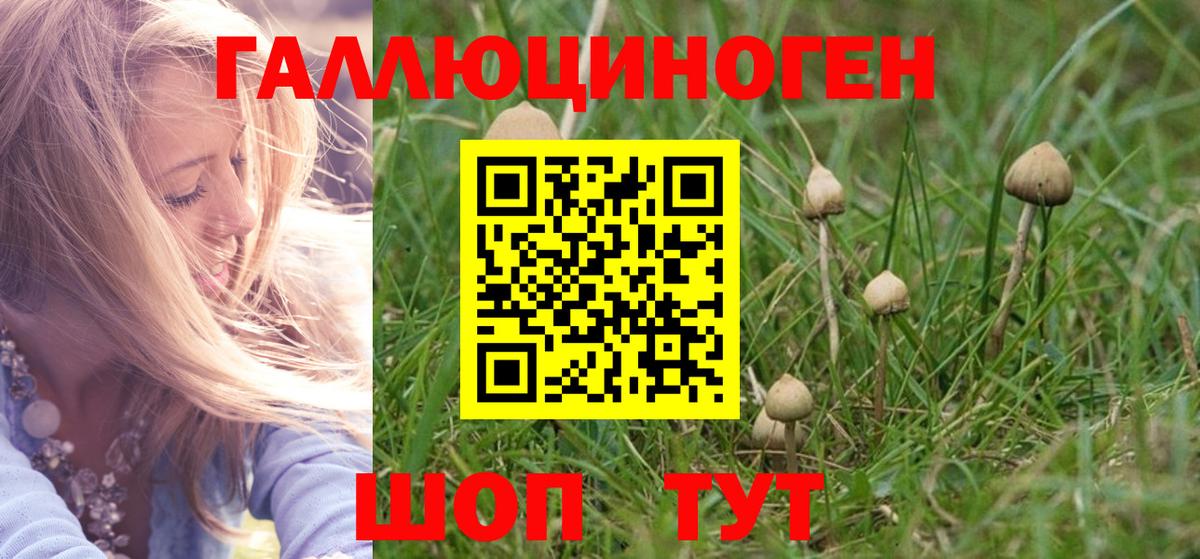 Псилоцибиновые грибы GOLDEN TEACHER  Вход с VPN  Малоярославец  Псилоцибиновые грибы Psilocybine cubensis 